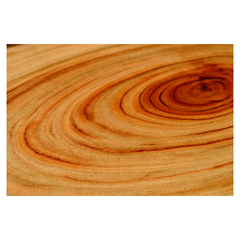 chopping board cut so rings of tree are visible camphor laurel